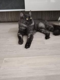 Deckkater MaiCoon Perser Mischling