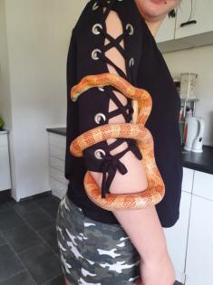 Verkaufe meine männliche Kornnatter ca. 4 Jahre alt, auch gerne mit Trrarium.