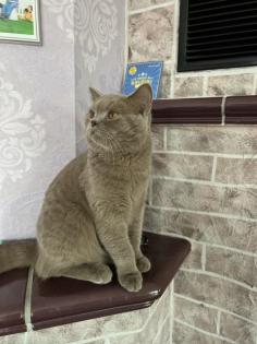 Deckkater BKH reinrassig