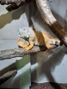 Grüne Leguan Pärchen Terrarium