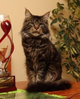 Klassic Blue Maine Coon Kitten-super