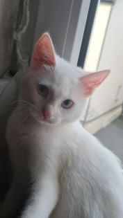 Türkische angora