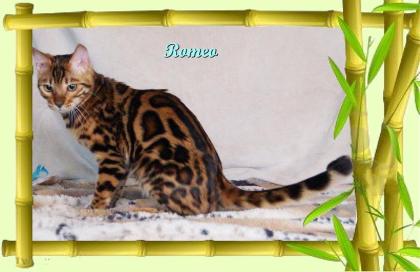 Exklusiver und pfiffiger Bengal Kater, Donat Rosetten, Eyecatcher, unkastriert