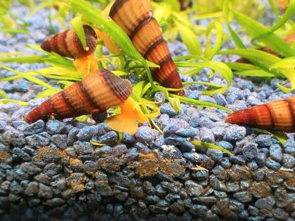 Tylomelania Orange Goldene Turmdeckelschnecke, Felsenschnecke