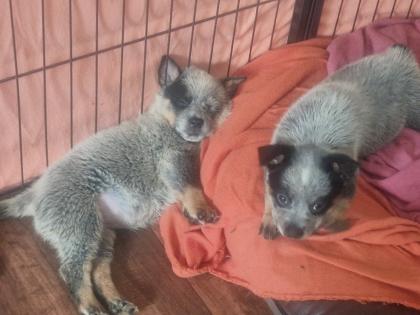 Australien Cattle Dog Welpen