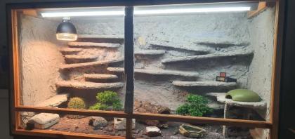 Terrarium mit leopardengeckos