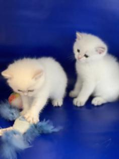 BKH Kitten mit Stammbaum