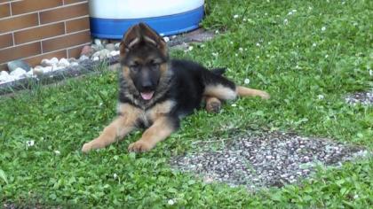 Schäferhund Weibchen abzugeben