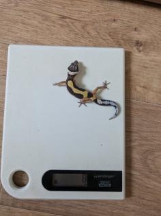 Leopardgeckos aus Rostock NZ 2024