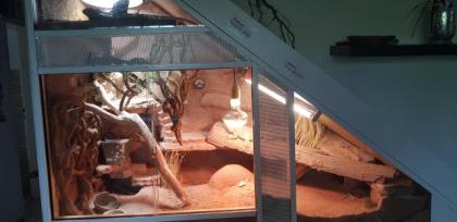 Terrarium mit Bartagame