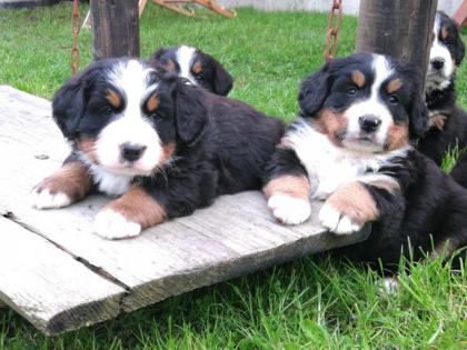 Bernersennenhunde Vom Haunberger-HOF IRJGV e. V