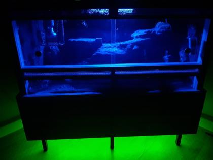 Komplettes Terrarium mit Leopardgecko