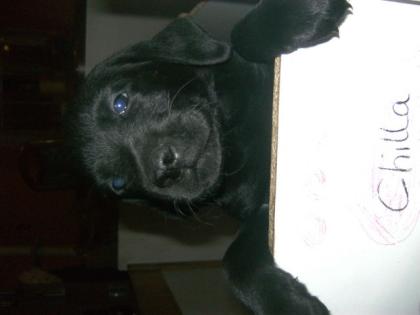 Zwei süsse Labradorwelpen m schwarz