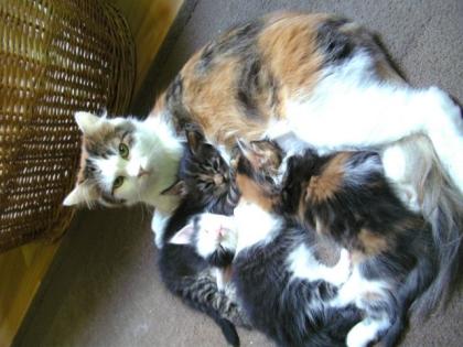 Reinrassige Maine-Coon-Kitten suchen liebevollen Dosenöffner