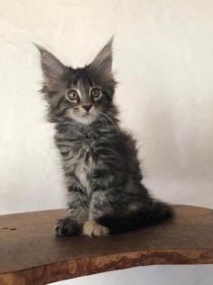 Reinrassige Maine Coon Kitten mit Stammbaum sind auf der Suche.