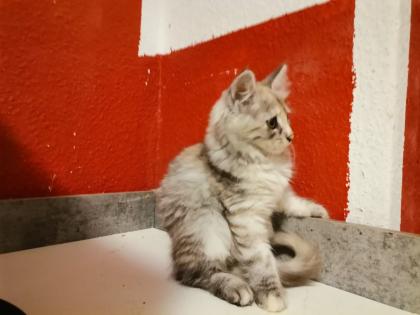 Maine Coon Kitten zum Knutschen