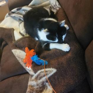 Allergienotfall Verschmuste, freundliche Katze