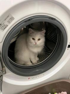 Angora Katze