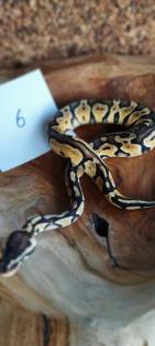 Mehrere Königspythons Regius abzugeben in Soest/Nrw