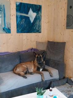 Malinois Rocky
