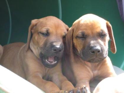 Reinrassige Rhodesian Ridgeback Welpen