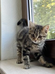 British Shorthair Bengal Mix