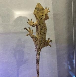 Crested Gecko Weibchen Dalmatiner-Morph