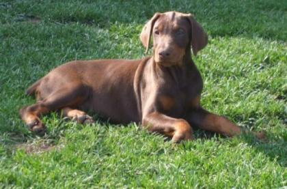 Dobermann Welpen