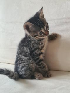 Bengal Kitten mix Baby Katze