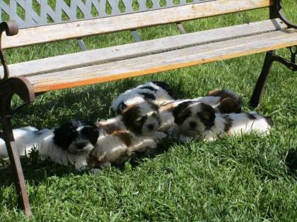 Reizende Malteser Shih Tzu Welpen