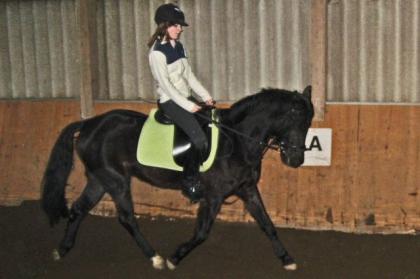 Verkaufe mein Pony 7j 1, 47 dringend