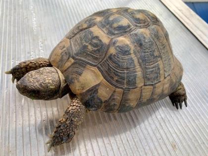 4 Griechische Landschildkröten Testudo hermanni-hermanni