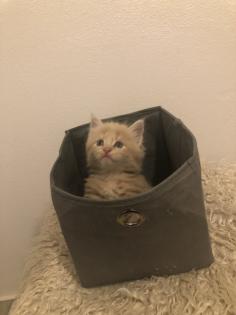 Maine Coon reinrassig