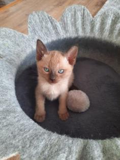 Tonkanese Kitten -650, 00 Euro VB