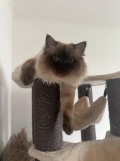 Birma Kater