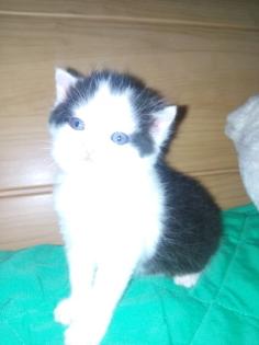 BKH-BLH Kitten
