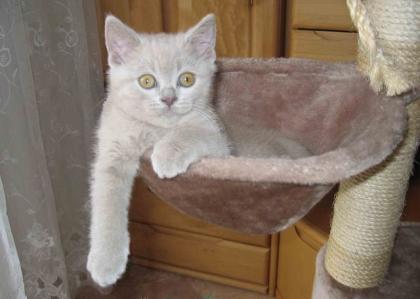 Wunderschöne BKH Katzen