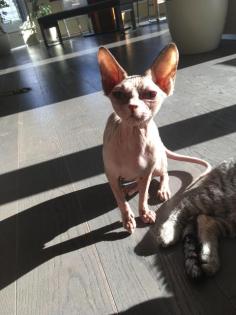 Sphinx Katze
