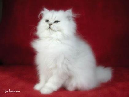 Perser und Exotic-Kitten in silver und chinchilla