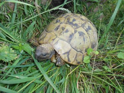 Griechische Landschildkröten THB, robuste Ostrasse, Nachzuchten aus 2020, 2021 und 2022