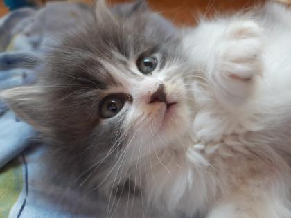 Maine coon Ragdoll Edelmix Kitten suchen tolles neues Zuhause