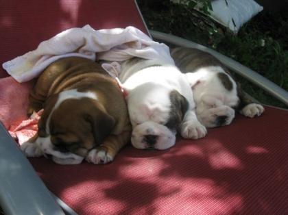 English Bulldog Welpen für Liebhaber