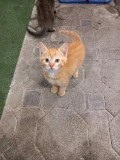 BKH Mix Kitten Babykatzen rot/Glückskatzen/rot-weiß