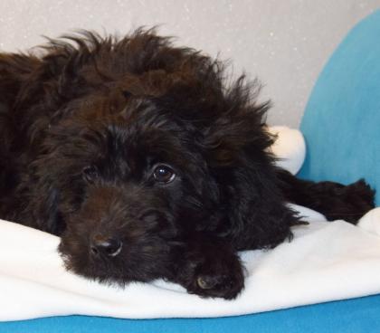 Zauberhafte Blackdoodle Goldendoodle Welpen abzugeben