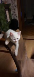 Babys Katzen zu verkaufen