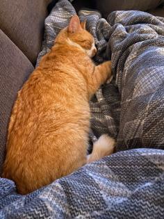 Kater/Katze Loki vermisst 14947 Nuthe-Urstromtal Hennickendorf