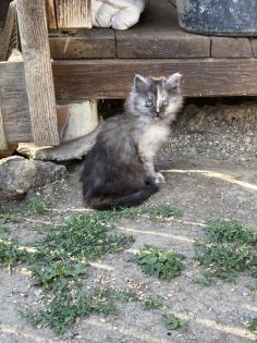 Katzenjunges abzugeben