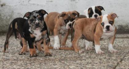 SELTENE MERLE ALTERNATIV BULLDOGS ZU VERKAUFEN
