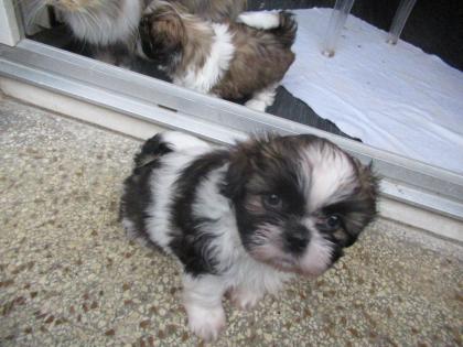 Herzensbrecher Shih Tzu abzugeben