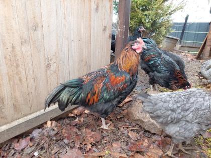 Hähne Junghähne Australorp Welsumer